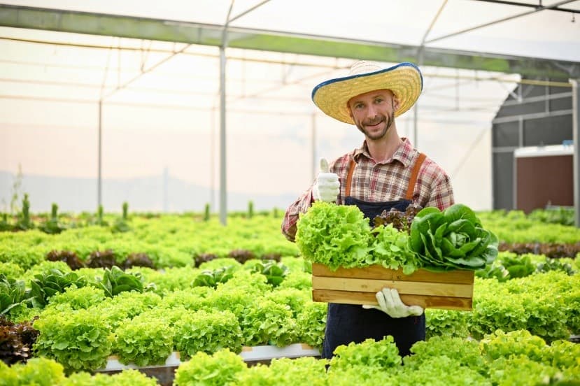 A person holding a crate of lettuce