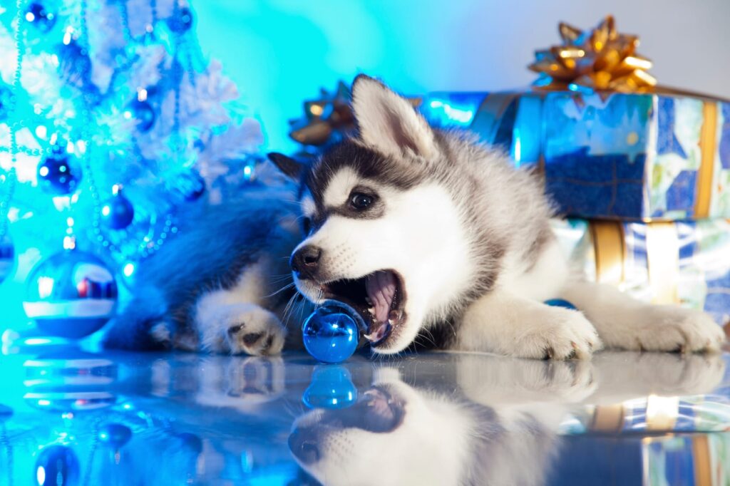 Christmas puppy chewing a bauble